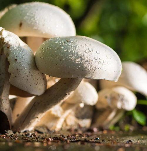 吃瓜黑料蘑菇视频,网络舆论背后的真相与反思